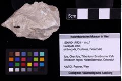 Foto (Objekt + Etiketten) von Decapoda indet. (NHMW-GEO-1990-0041-0435)